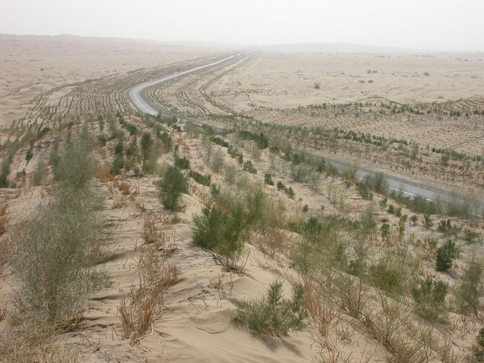 砂漠道路を守る植生ベルト（中国タクラマカン砂漠）